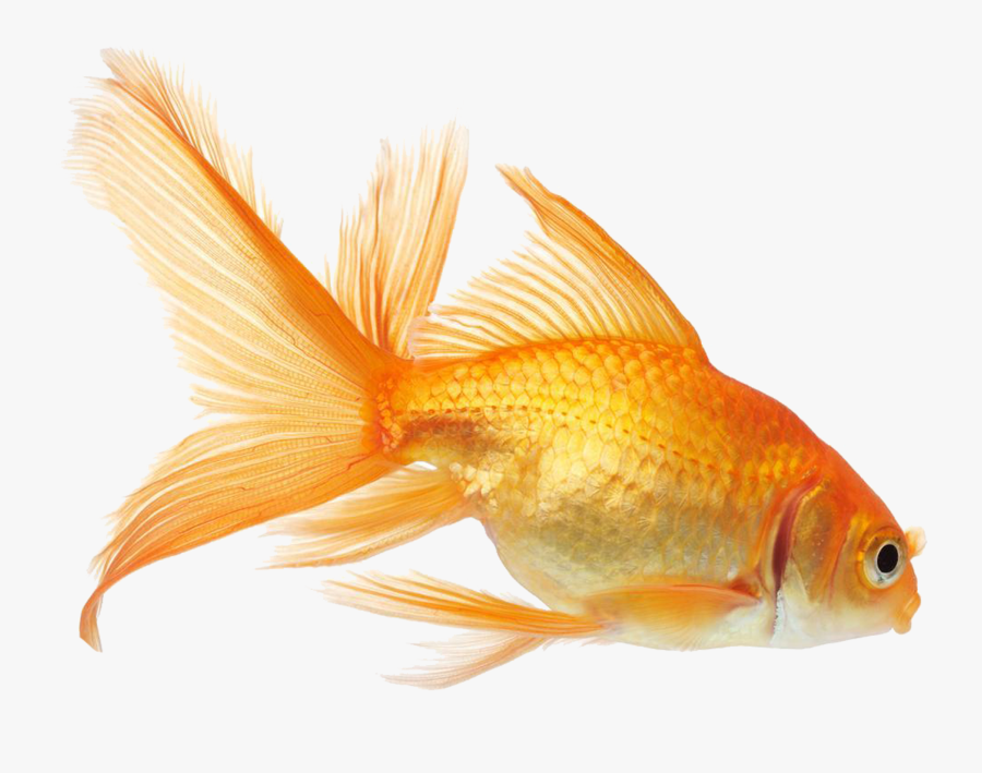 Gold Fish Png - Goldfish Png Transparent, Transparent Clipart