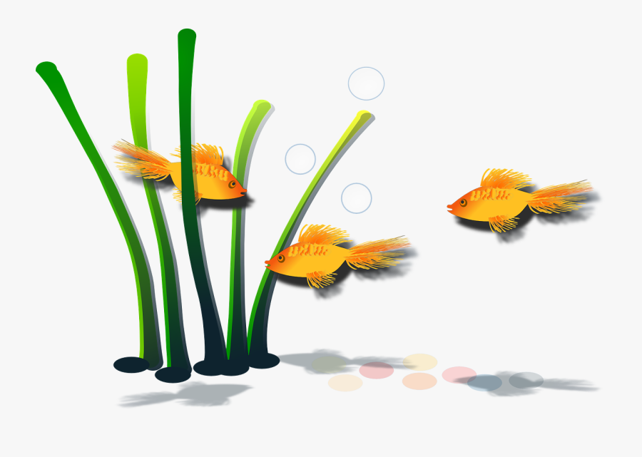 Goldfish Fish Aquamarine Aquatic Clipart , Png Download - ภาพ วาด พืช น้ำ, Transparent Clipart