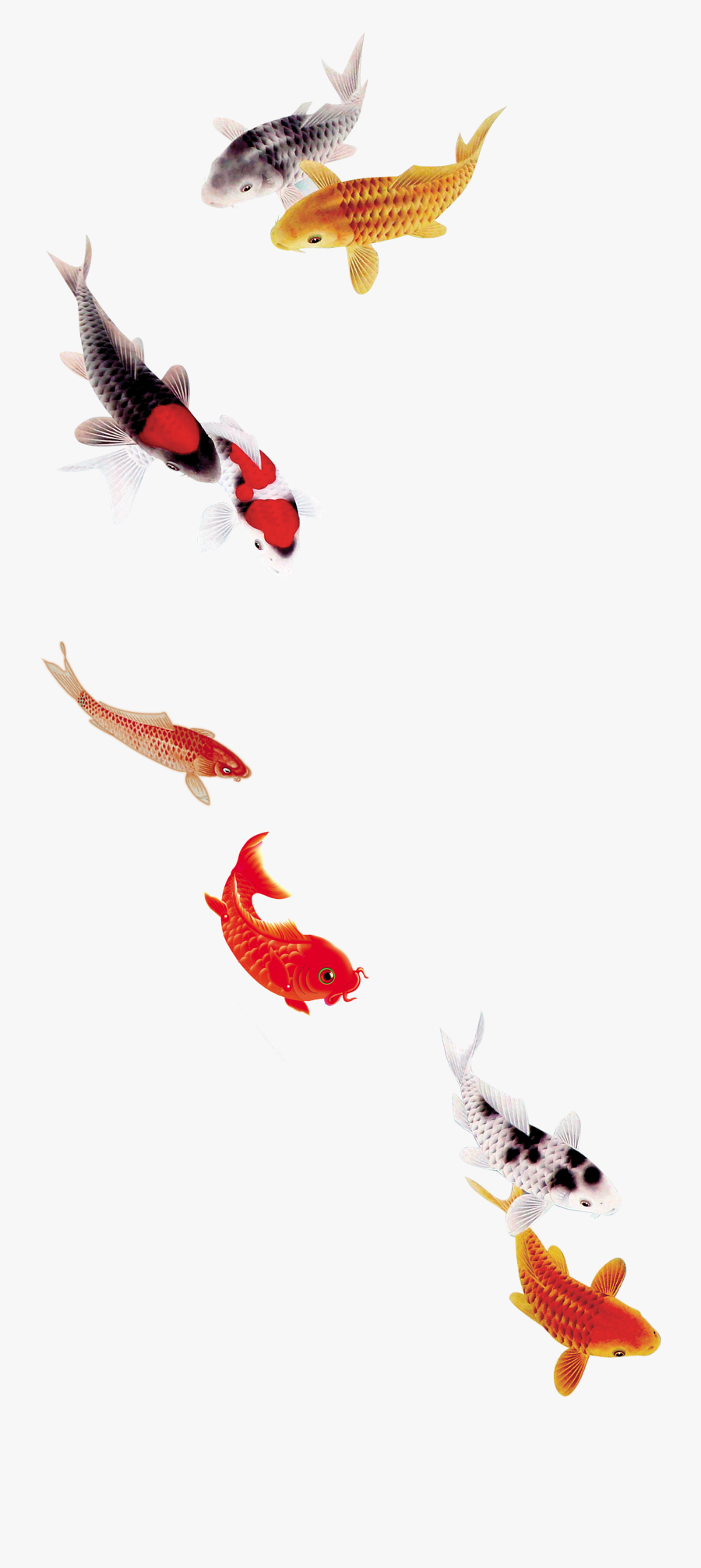 Goldfish Cliparts Templet - Koi Fish Transparent Background, Transparent Clipart