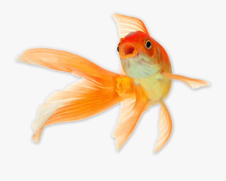 Gold Fish Png - Transparent Background Five Goldfish Png, Transparent Clipart