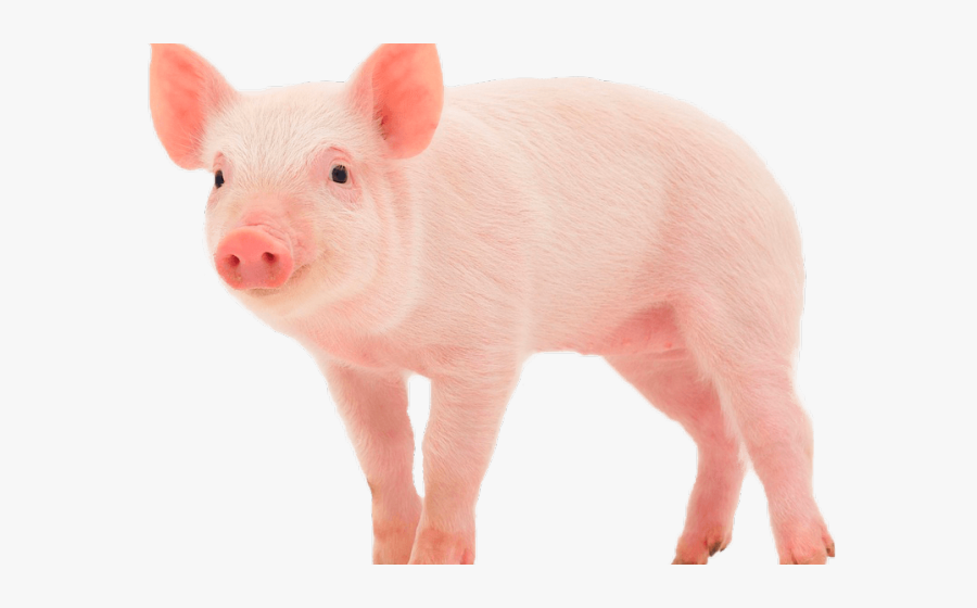Pig Iowa State Animal, Transparent Clipart