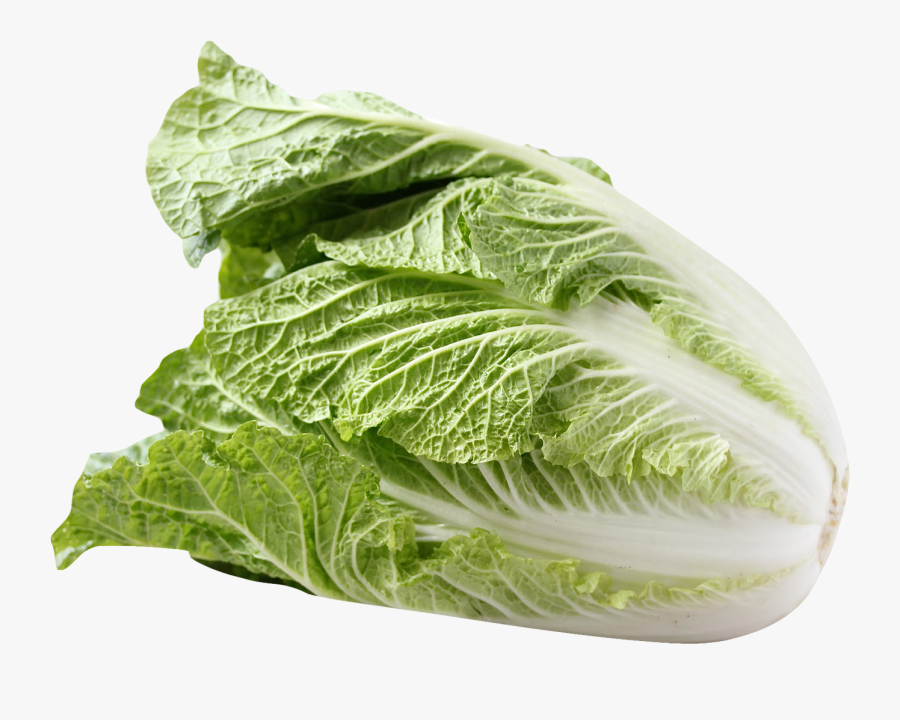 Clip Art Png Purepng Free Transparent - Napa Cabbage, Transparent Clipart