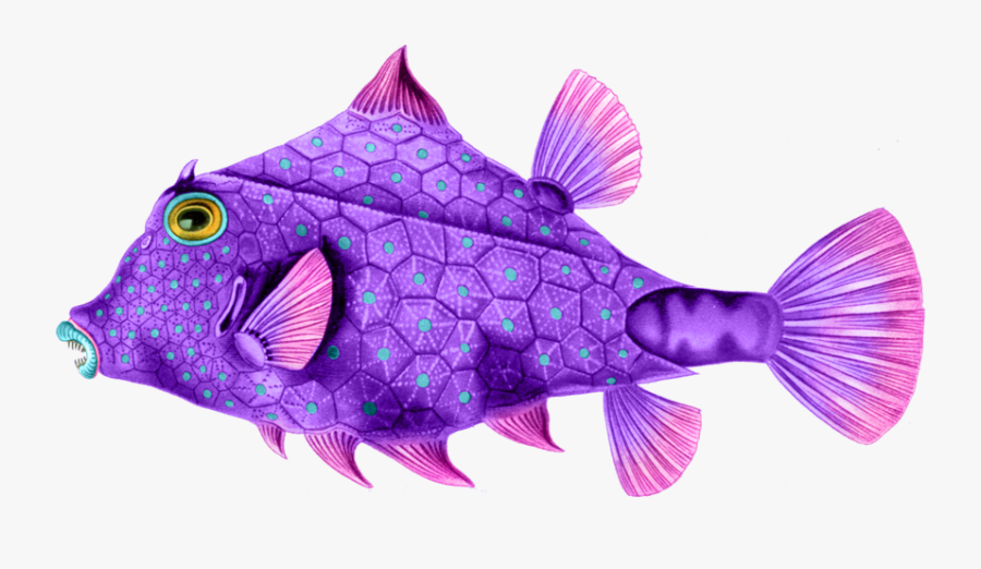 Here Are Some Wonderfully Colorful Sea Creatures To - Ernst Haeckel Art Fish, Transparent Clipart