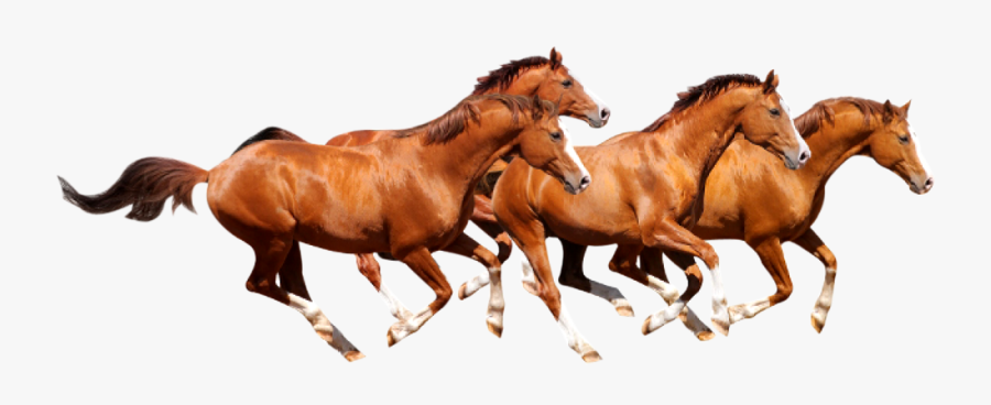 Transparent Clipart Image Four Horse Png Runing - Horse Hd Image Png, Transparent Clipart