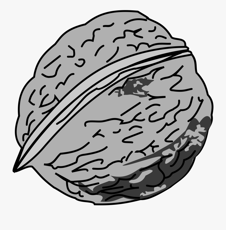 Nut Clipart Tree Nut - Walnut Line Art, Transparent Clipart