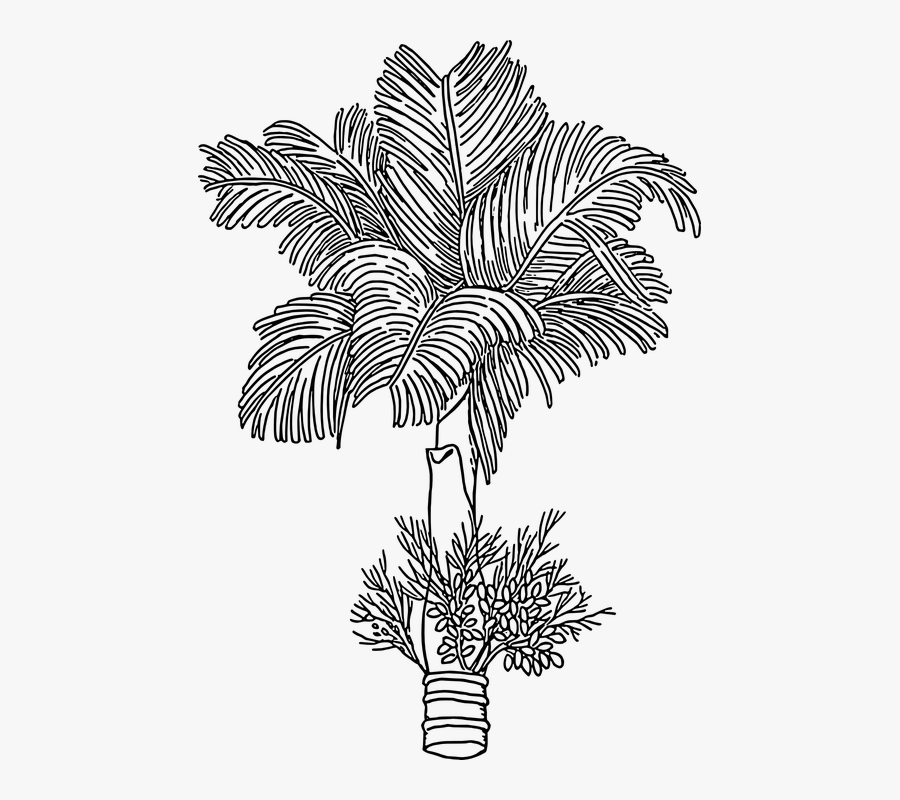 Betel Nut Tree Drawing, Transparent Clipart