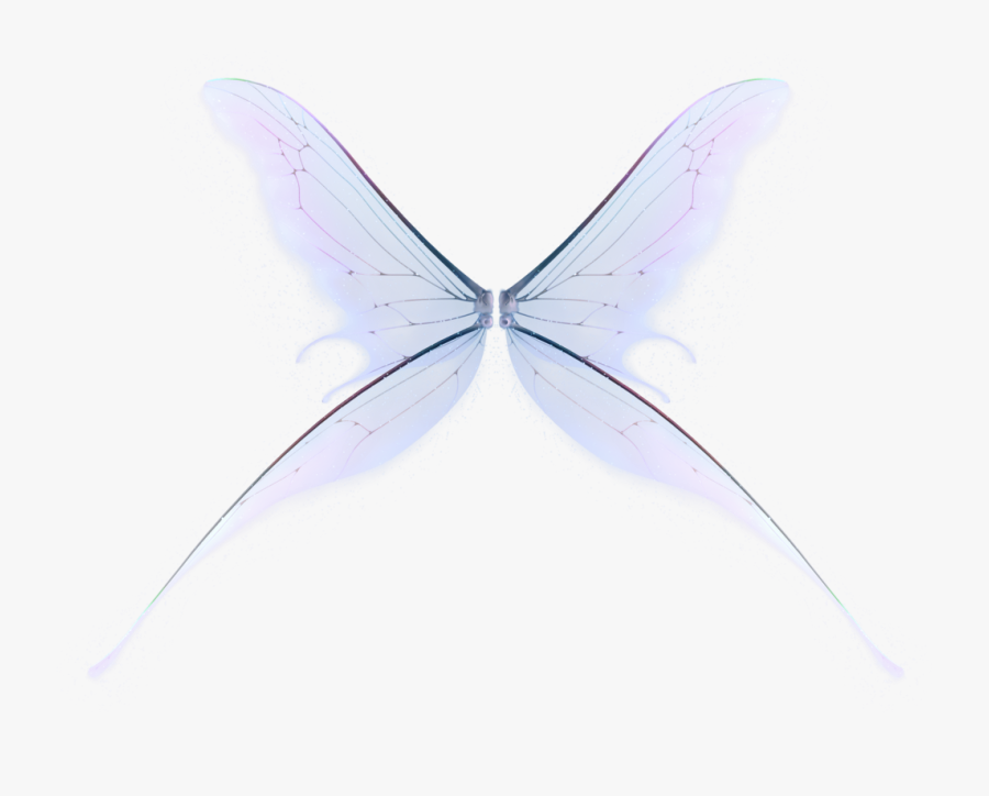 Polyommatus, Transparent Clipart