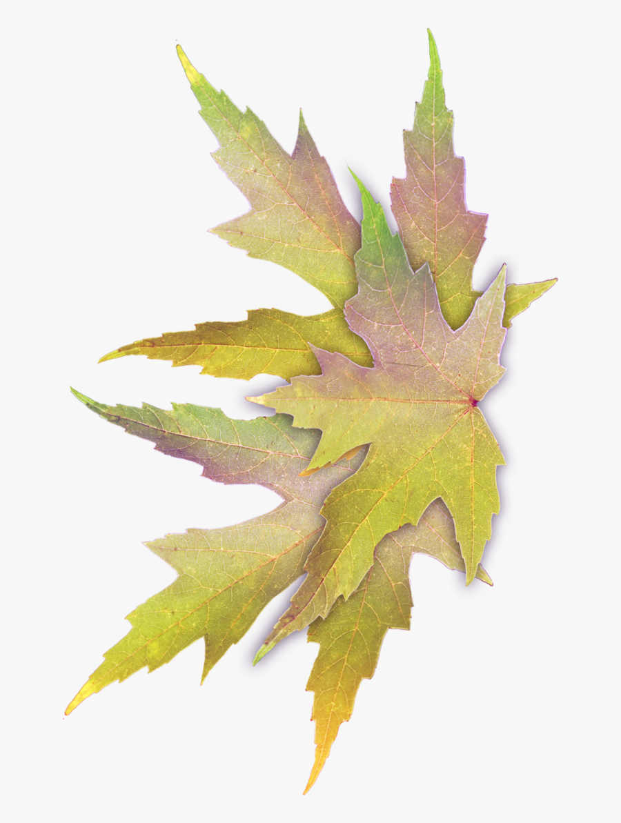 Fairy Leaf Wings - Fairy Wings Autumn, Transparent Clipart