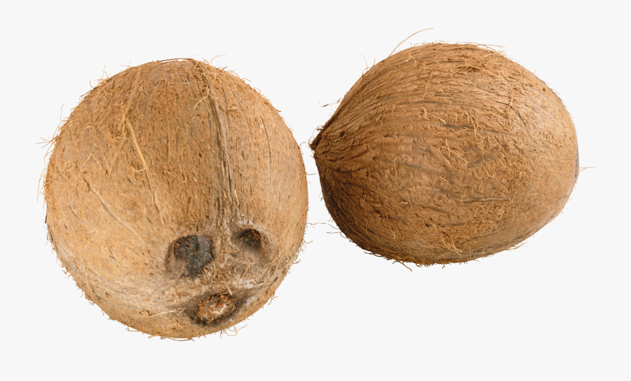 Coconut Png Free Download, Transparent Clipart