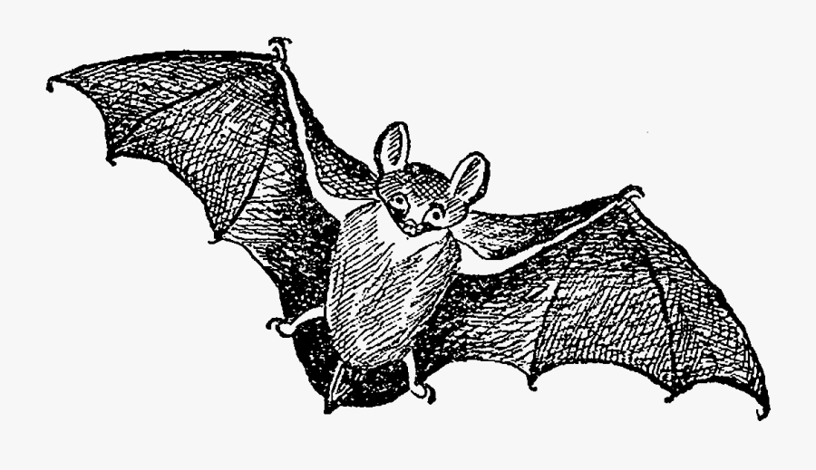 Big Brown Bat, Transparent Clipart