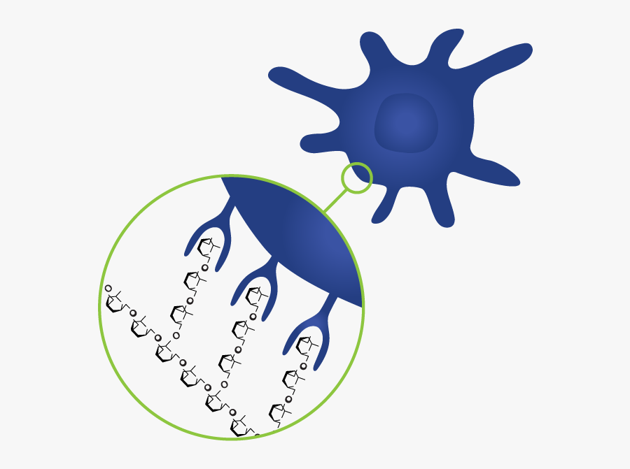 Macrophage Sbg - Beta Glucan Clipart, Transparent Clipart