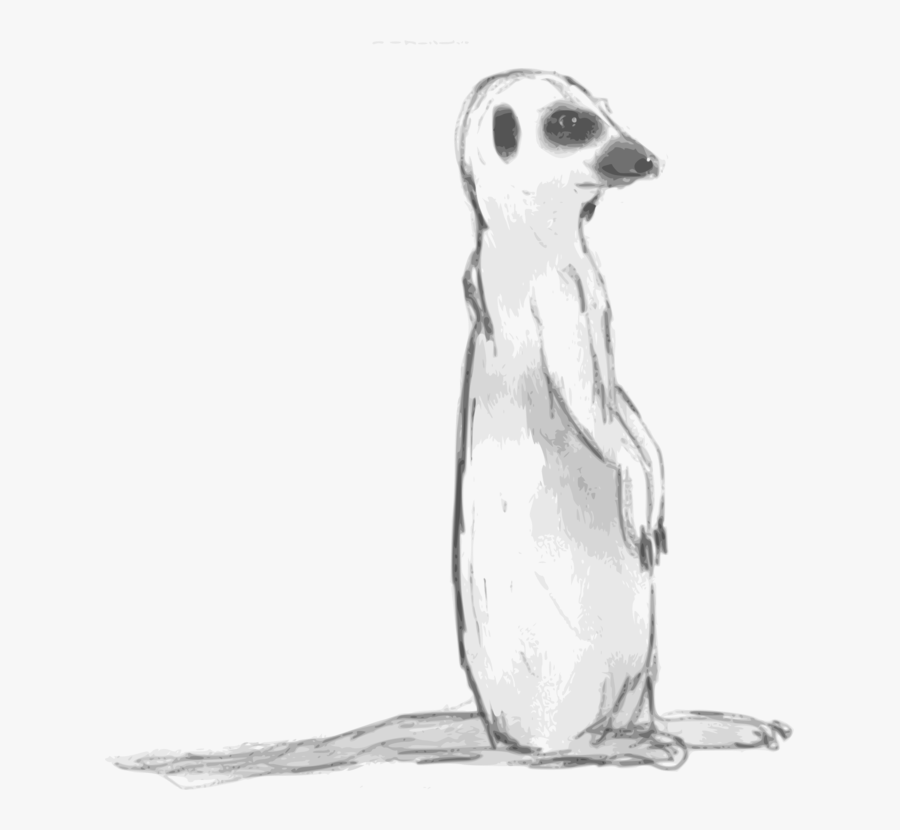 Flightless Bird,carnivoran,whiskers - Drawing, Transparent Clipart