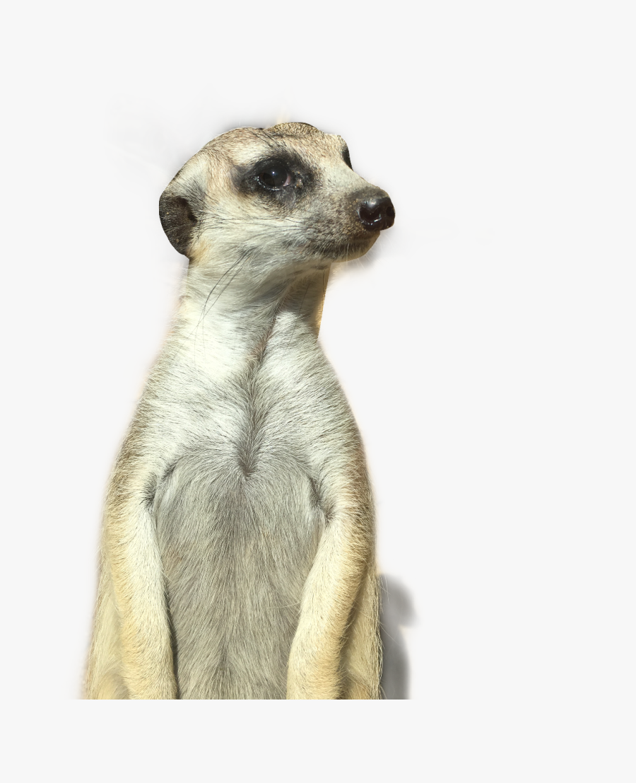 #meerkat #animal #freetoedit - Meerkat Transparent Background, Transparent Clipart