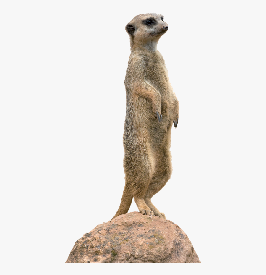 Meerkat Animal Mongoose Clip Art - Meerkat Png, Transparent Clipart