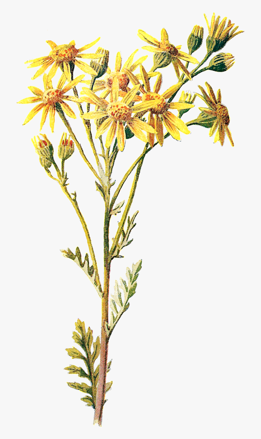 Stock Wildflower Image - Jacobaea Vulgaris, Transparent Clipart