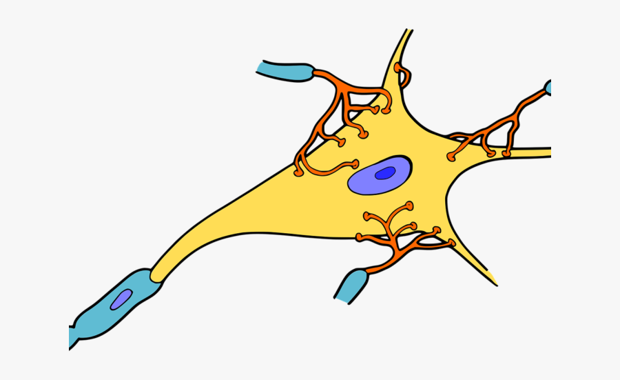 Fundamental Neuroscience Biology Of Brain - Nerve Tissue Clipart, Transparent Clipart