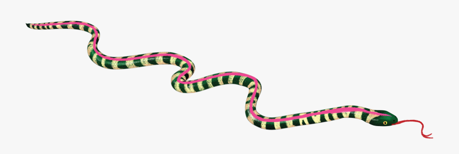 Snakes Colorado Feminism Portable Network Graphics - Pinesnake, Transparent Clipart