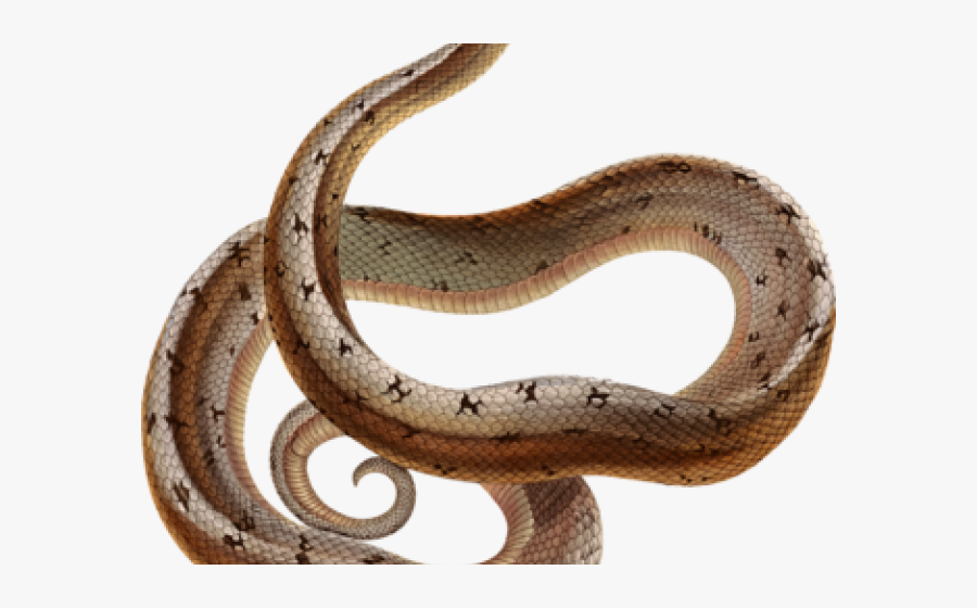 Snakes, Transparent Clipart