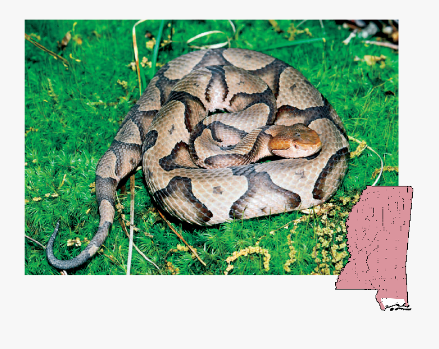 Transparent Coral Snake Clipart - Northern Copperhead, Transparent Clipart