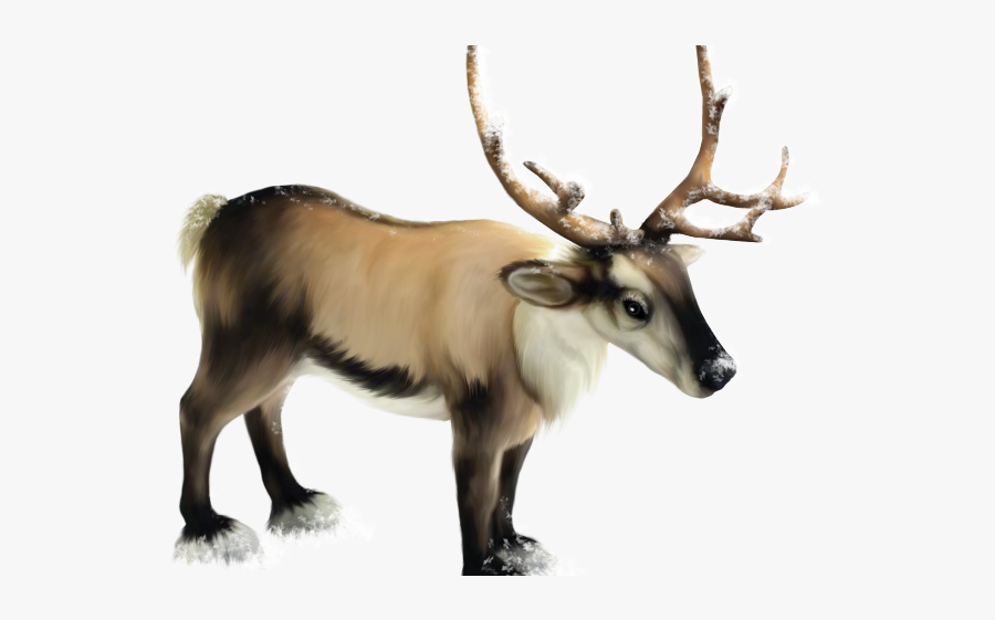 Reindeer, Transparent Clipart