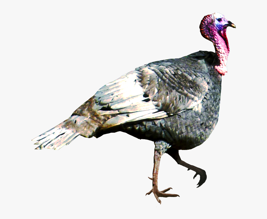 Turkey Bird Png Transparent Images - Wild Turkey, Transparent Clipart