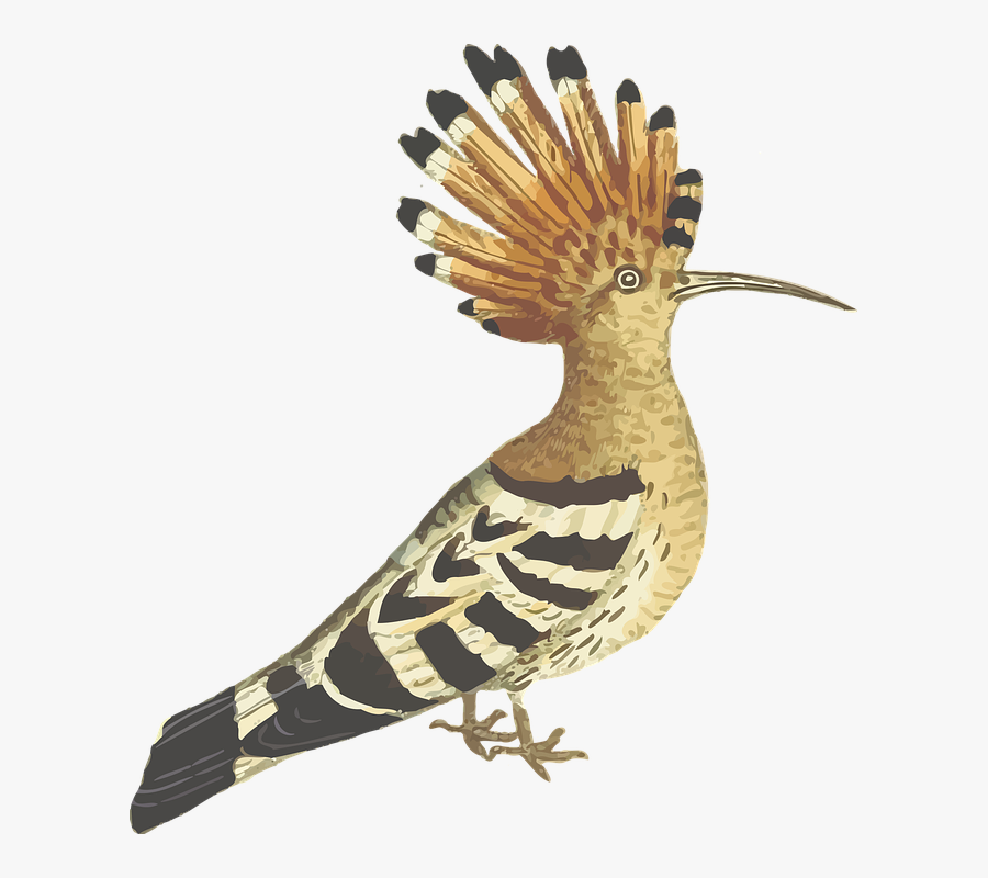 Bird, Animal, Feathers - Hoopoe Clipart, Transparent Clipart