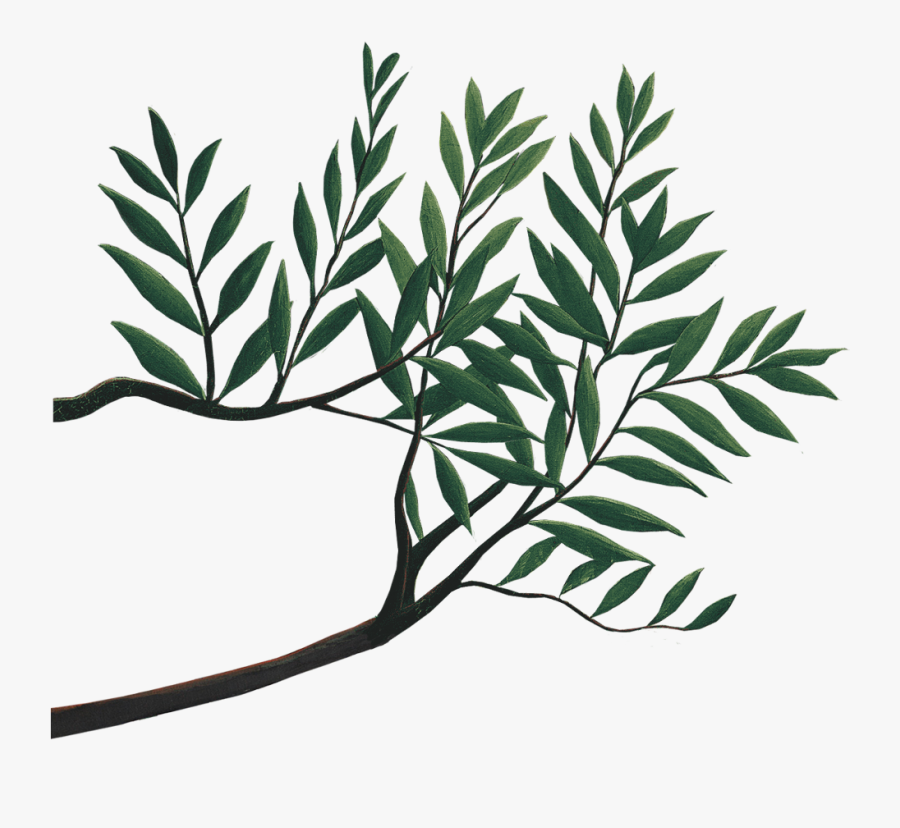Western Yew, Transparent Clipart