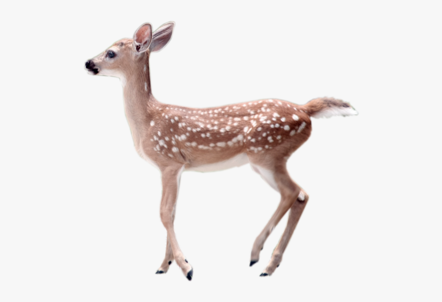 White-tailed Deer Transparency And Translucency Clip - Deer With Transparent Background, Transparent Clipart