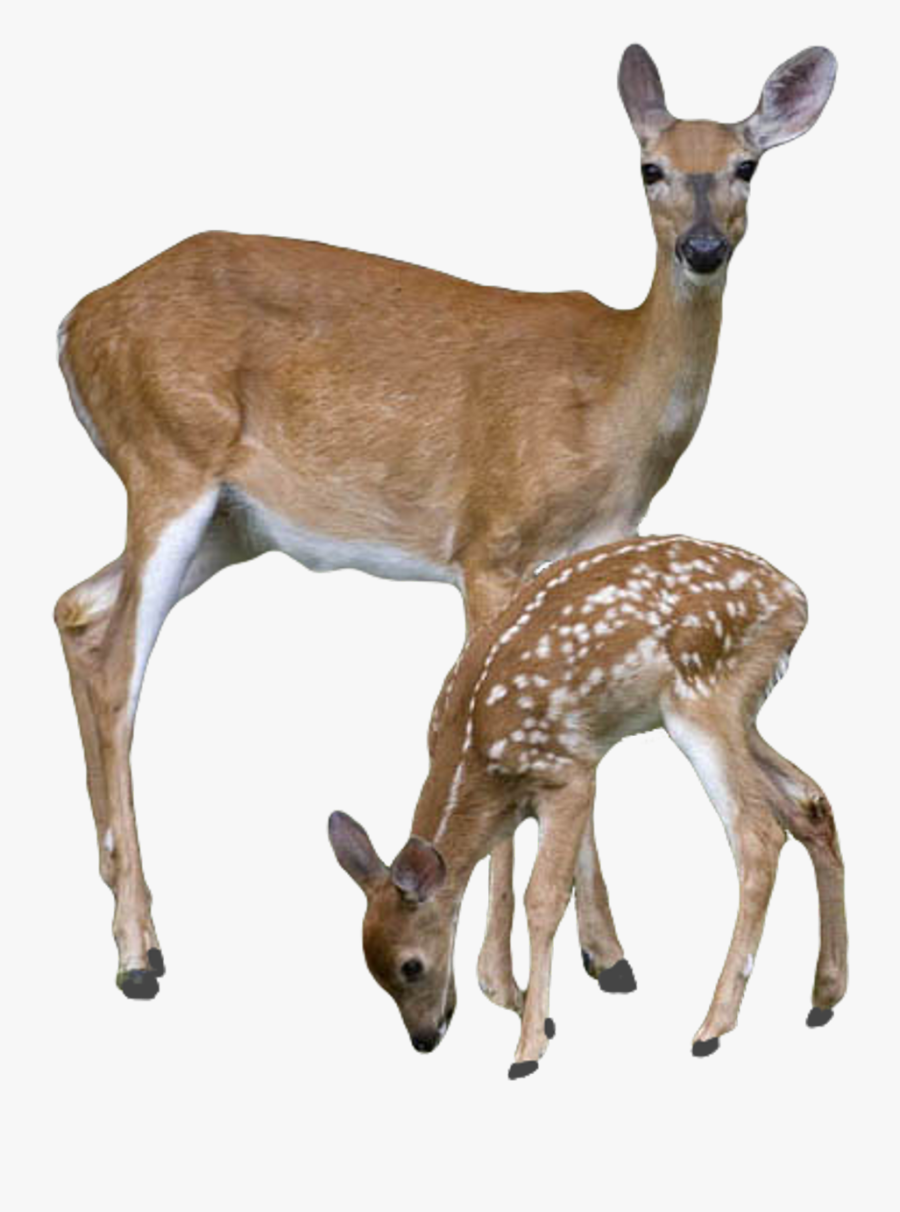 White-tailed Deer Clip Art Elk Portable Network Graphics - Transparent Deer, Transparent Clipart