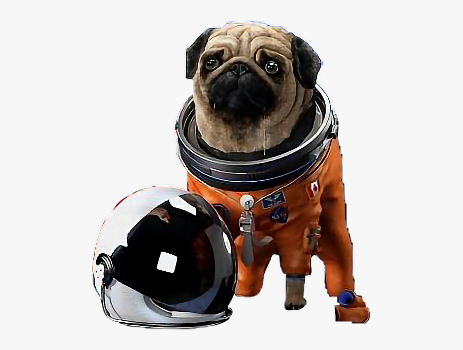 Transparent Space Helmet Png - Pug With Space Helmet, Transparent Clipart