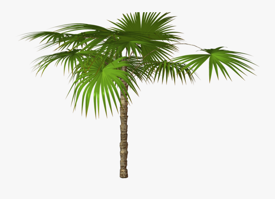 3 Vector Jungle Tree - High Resolution Png Images Free Download, Transparent Clipart