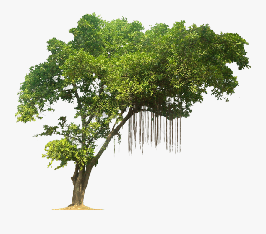 Transparent Tree Top Png - Jungle Tree Png, Transparent Clipart