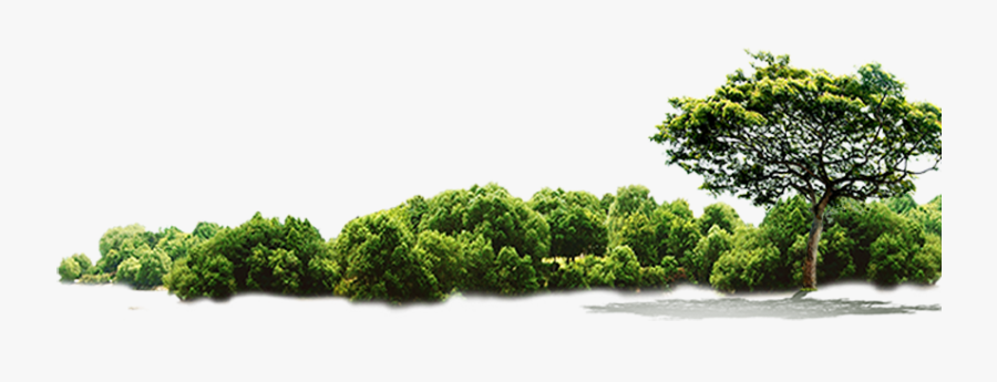 Green Tree Jungle Hd Image Free Png Clipart - Jungle Tree Png Free, Transparent Clipart