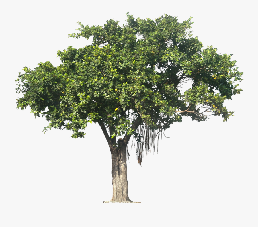 Jungle Tree Png - High Resolution Trees Png, Transparent Clipart