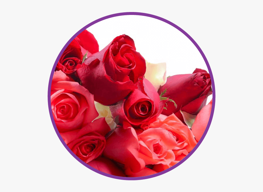 Garden Roses, Transparent Clipart