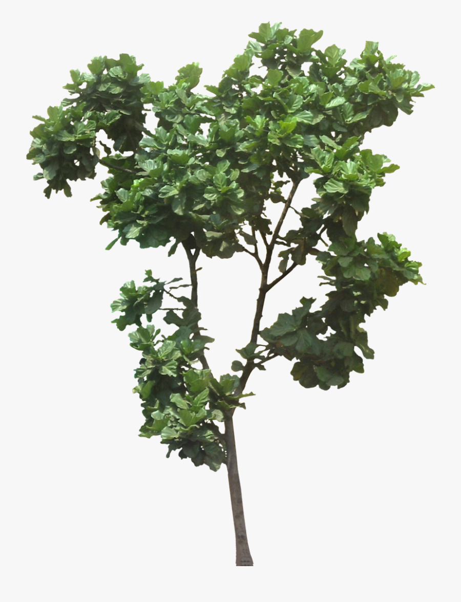 Transparent Jungle Tree Clipart - Fig Tree Cut Out, Transparent Clipart