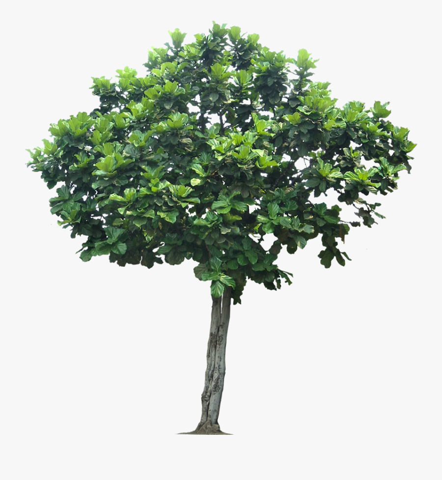 Jungle Tree Transparent Png - Transparent Background Apple Tree Png, Transparent Clipart