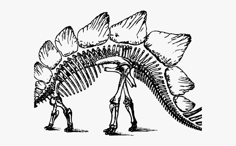 Free On Dumielauxepices Net - Stegosaurus Skeleton, Transparent Clipart