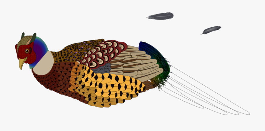 Pheasant,fowl,wing - Pheasants Clipart Transparent, Transparent Clipart