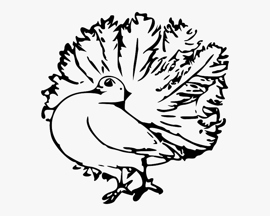 Pigeon Vector, Transparent Clipart