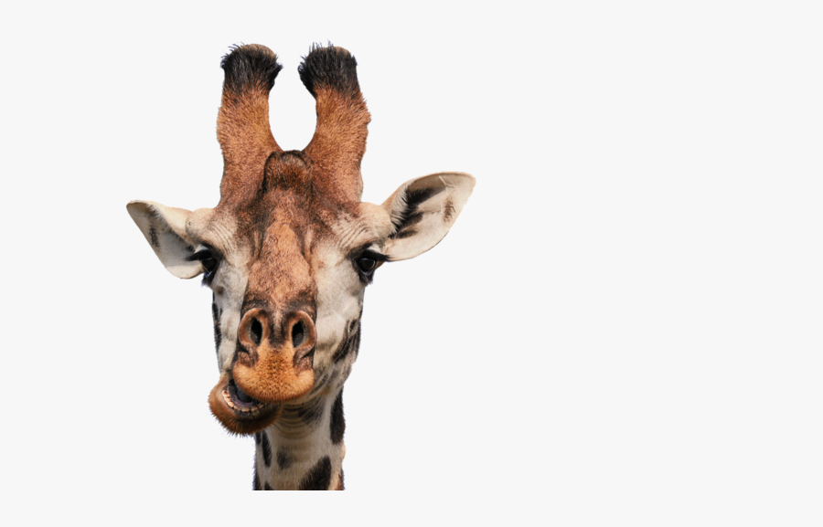 From Giraffes And Antelopes To Lions And Elephants - Giraffe With Glasses, Transparent Clipart