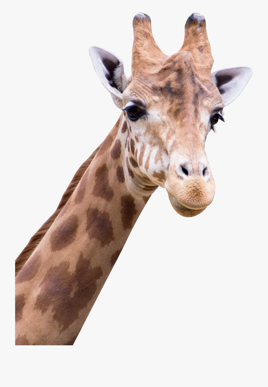 Giraffe Png Clipart - Amine Good For You, Transparent Clipart
