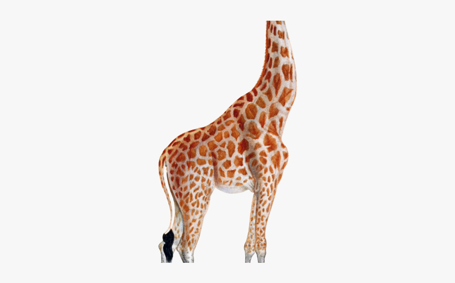 Giraffe Clipart Transparent Background - Vintage Giraffe Illustration, Transparent Clipart