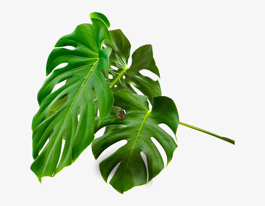Monstera Deliciosa, Transparent Clipart