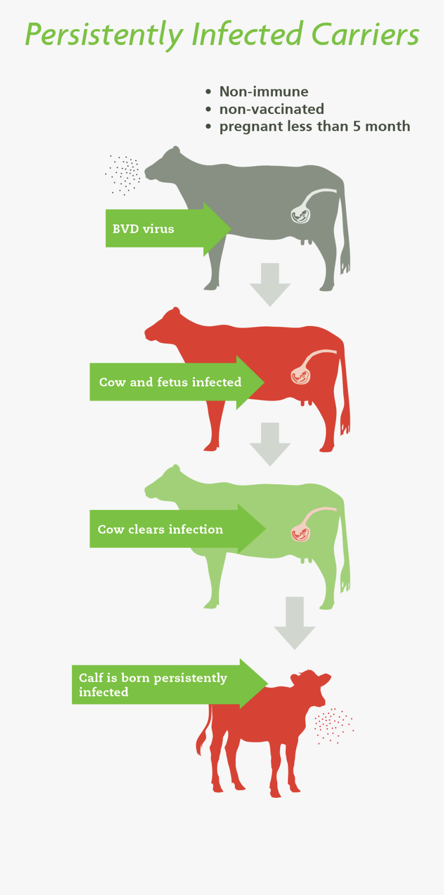 Vaccine Clipart Infection Control - Horse, Transparent Clipart