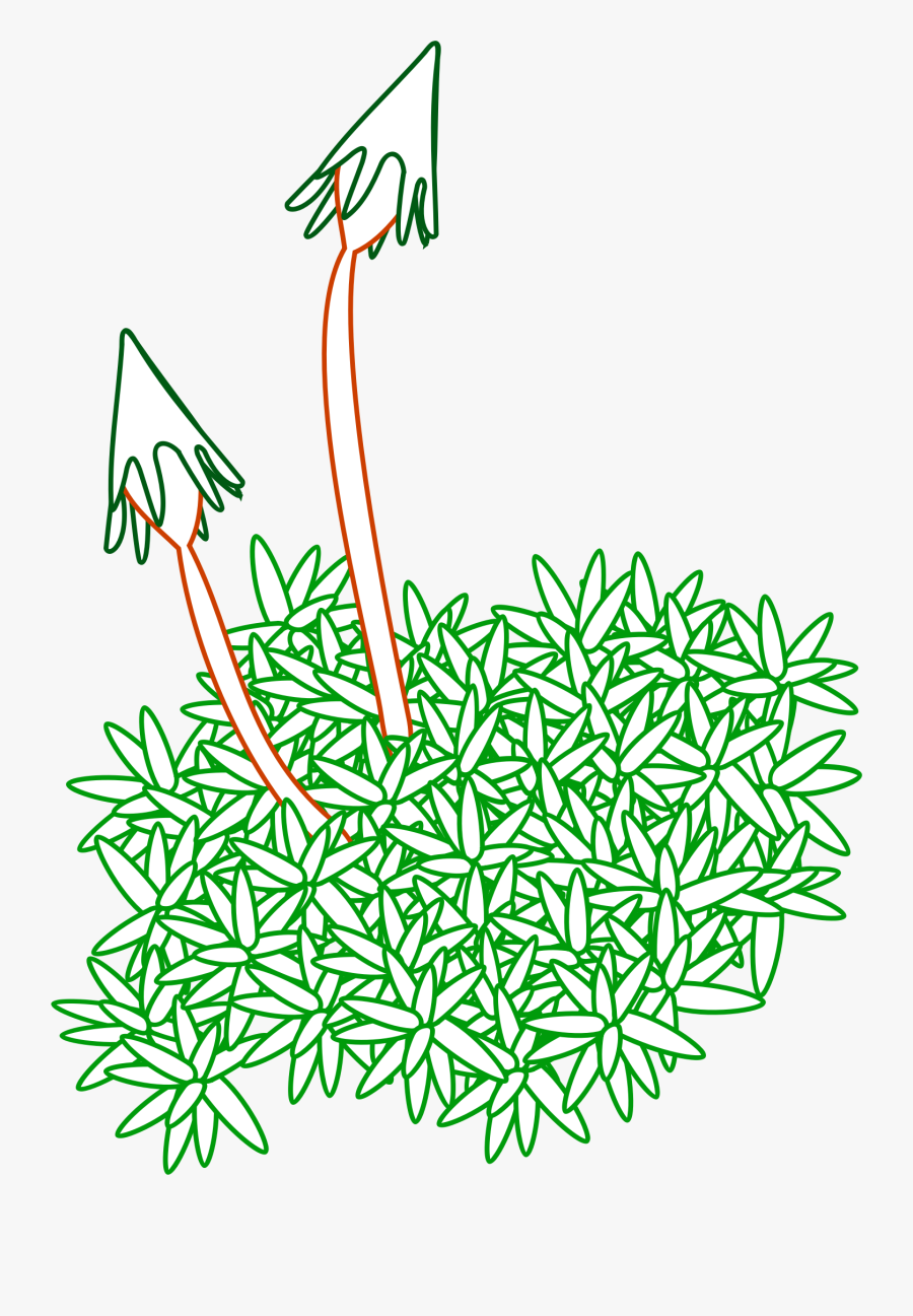 Moss - Moss Plant Drawing, Transparent Clipart