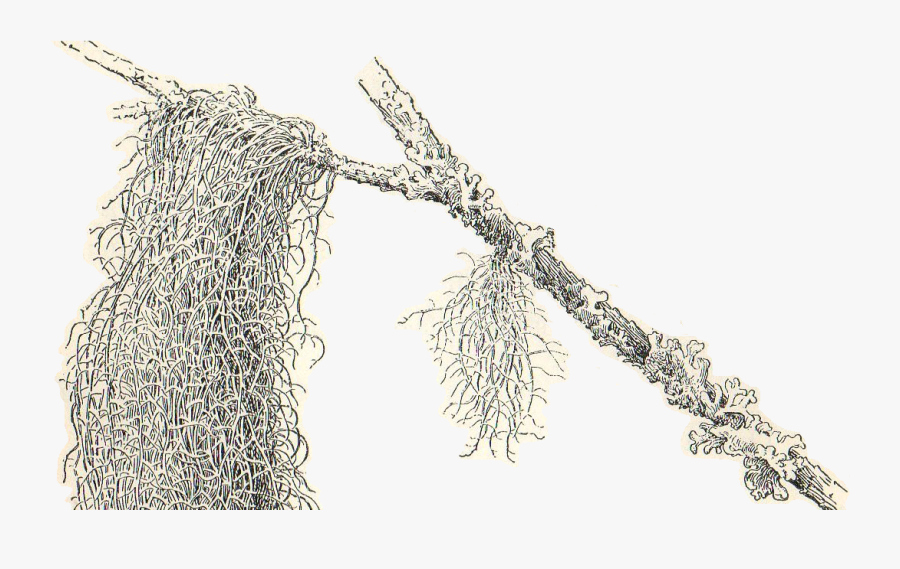 Spanish Moss Clipart , Png Download - Spanish Moss Transparent Background, Transparent Clipart