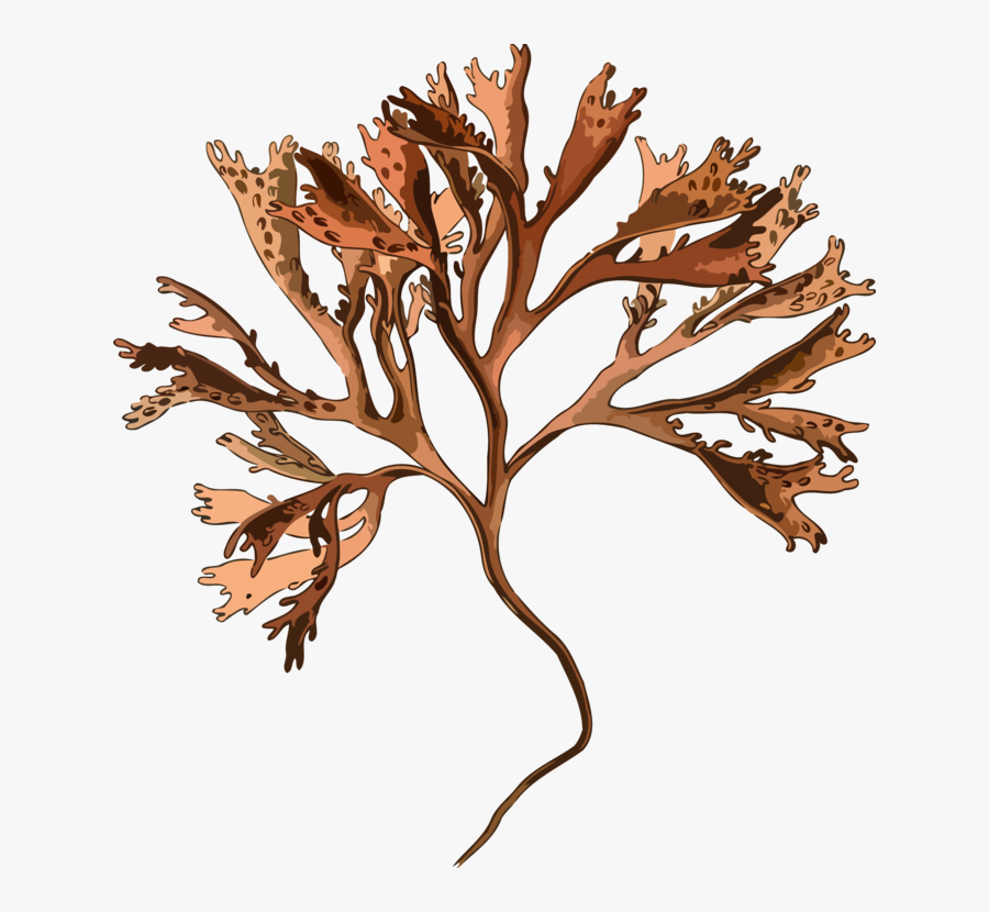 Botany,plant,flower - Irish Moss Png, Transparent Clipart