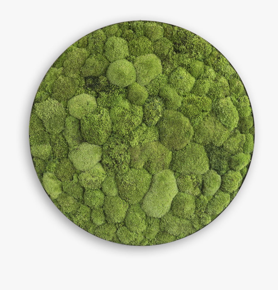 Transparent Stripper Pole Png - Waterweed Cell, Transparent Clipart