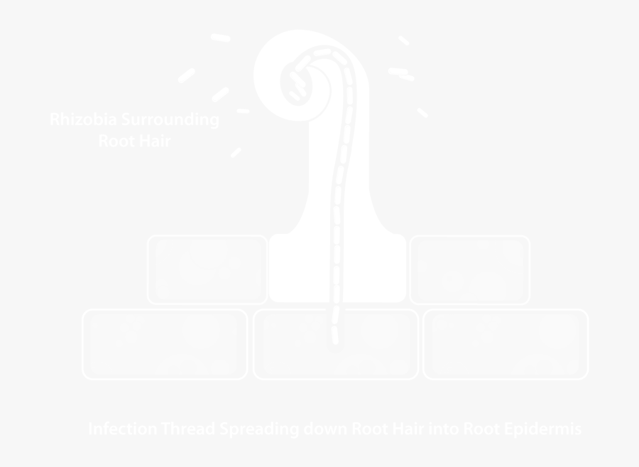 Engineer Bacterial Infection Process - Graphic Design, Transparent Clipart